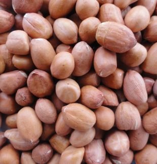 groundnut